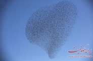 نقاشی پرندگان بر بوم آسمان / تصاویر