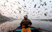 تک عکس : قایقران هندی در میان پرواز مرغان دریایی