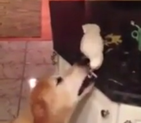 فیلم : غذا دادن طوطی به سگ
