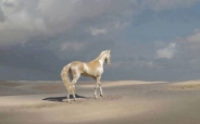 زیباترین اسب جهان (+عکس)