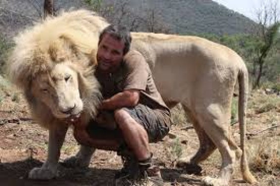 مردی که با شیرها زندگی می کند