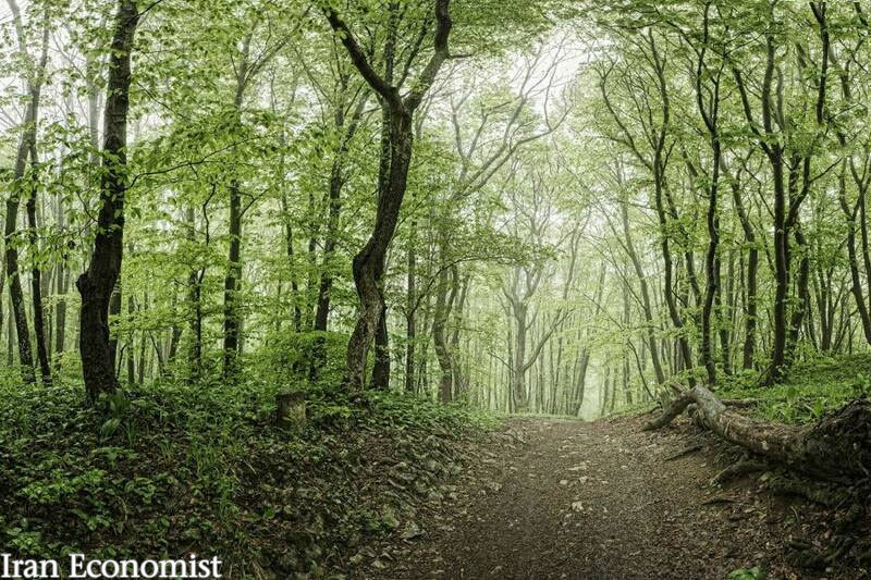تصاور: طبیعت زیبای پارک جنگلی گیسوم