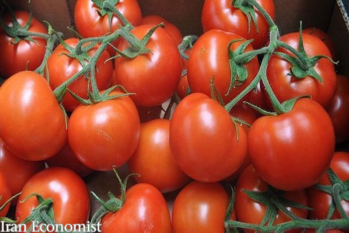صادرات محصولات گوجه فرنگی تا ۳۰ بهمن ماه بلامانع است