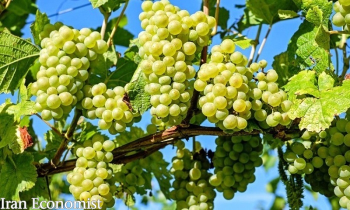 گواهی رسمی ثبت جهانی انگور ملایر در فائو صادر شد