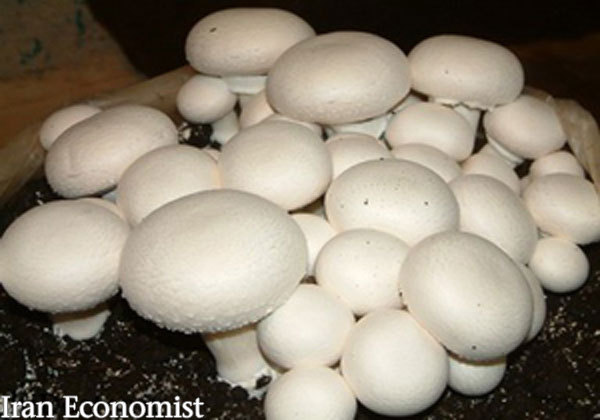 بازار قارچ به تعادل رسید/ نرخ هر کیلو قارچ در بازار‌های جهانی ۲.۵ دلار