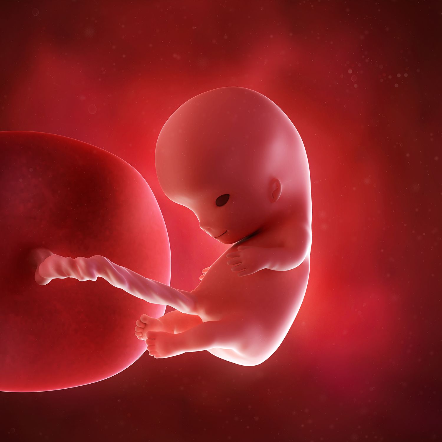جنین در هفته دهم بارداری از خود صدا در می آورد+ تصاویر و علائم بارداری
