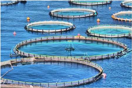 توسعه صنعت «پرورش ماهی در قفس» در استان‌های ساحلی کشور