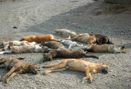 کشتار سگ ها با سیانور تایید محیط زیست نیست