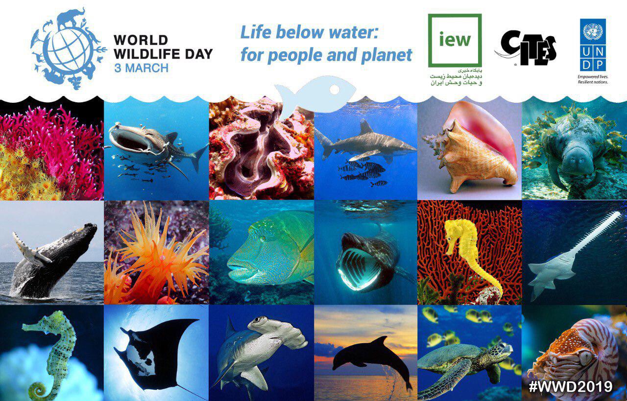 زندگی زیر آب شعار روز جهانی حیات وحش