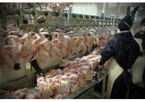 تکذیب ذبح نامناسب و غیر شرعی مرغ/ مجوزی برای واردات مرغ صادر نشده است