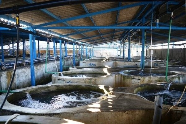 ۱۱ هزار تن ماهیان سرد آبی و گرمابی در زنجان تولیدشده است