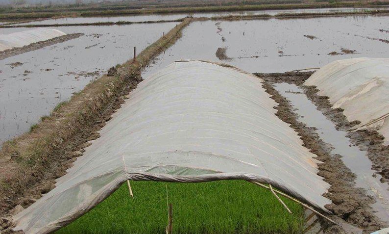 خزانه گیری زودهنگام برنج ؛ جنگ شکست خورده با اقلیم