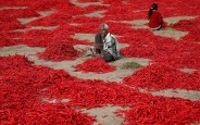 تک عکس : پدر و دختر کشاورز در میان فلفل های قرمز
