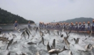 تک عکس : ماهیگیری در ژجیانگ چین