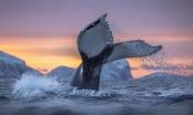 تصاویری از دهان و دندان‌های نهنگ عنبر‌