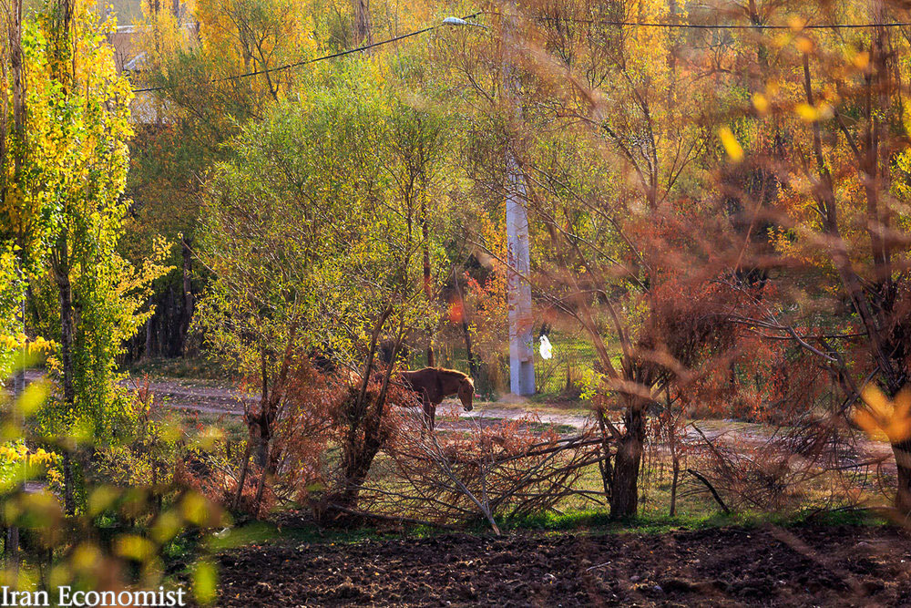 تصاویر: ایران زیباست؛ پاییز در روستای «حسنجون»