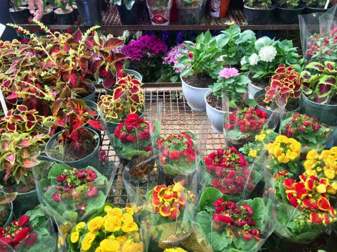 کاهش ۷۰ درصدی قیمت گل در بازار/ بازار گل تعریف چندانی ندارد