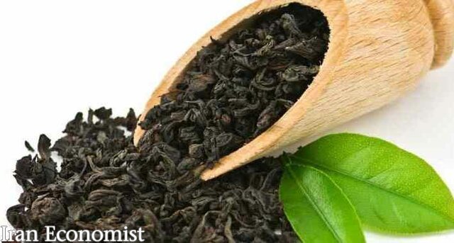 صادرات چای هند به ایران دو برابر شد