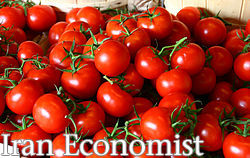 افزایش قیمت گوجه به دلیل رفع محدودیت صادرات است/کاهش قیمت برنج