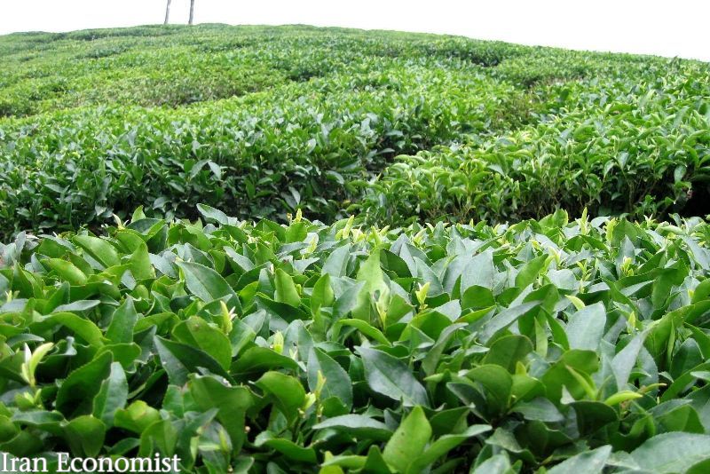قیمت برگ سبز چای چایکاران شمال  افزایش یافت