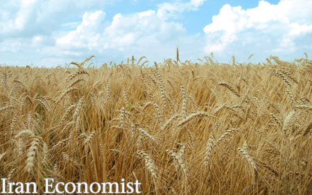 خودکفایی گندم برای چهارمین سال متوالی/ تولید گندم به ۱۴ میلیون تن می‌رسد