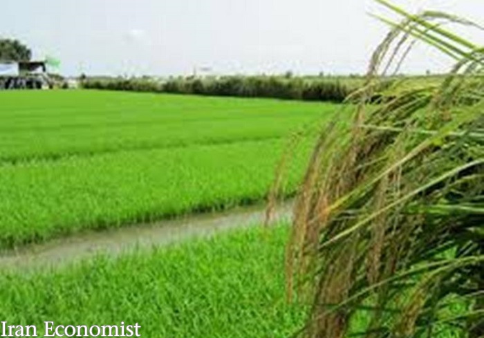 برنجکاری مازندران برنده اصلی سیلاب