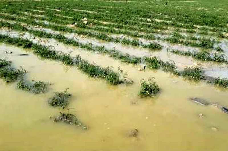 سیل 34 میلیارد تومان به کشاورزی استان تهران خسارت زد