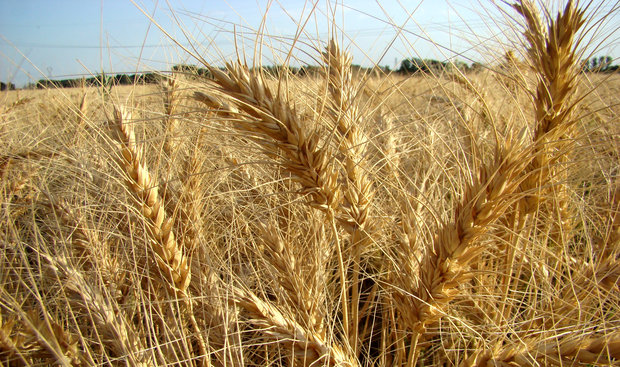 افزایش محصول گندم در مناطق خشک تا ۶ برابر