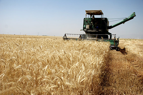 برداشت نخستین گندم کشور در سیستان و بلوچستان آغاز شد