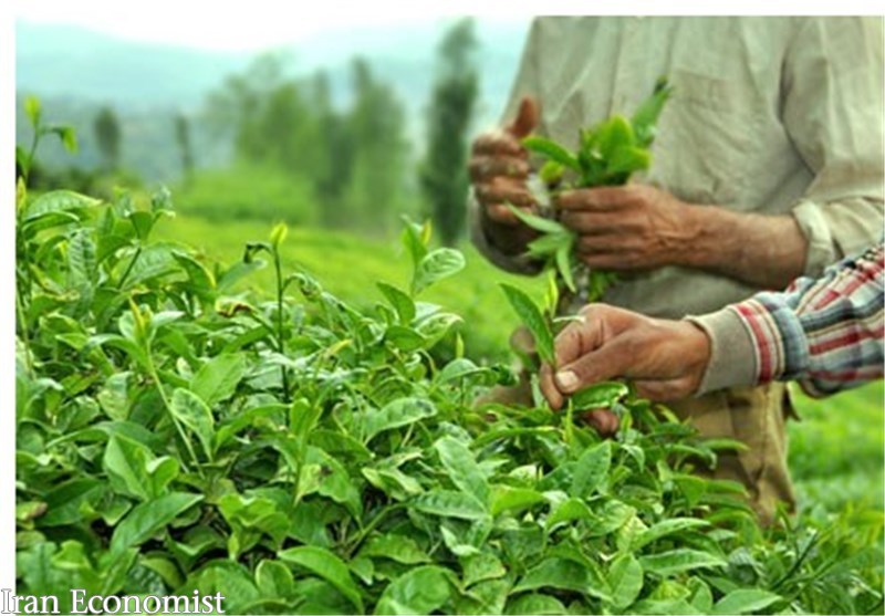 پرداخت ۲۳ میلیارد تومان تسهیلات برای نوسازی باغ ها و کارخانه های چای