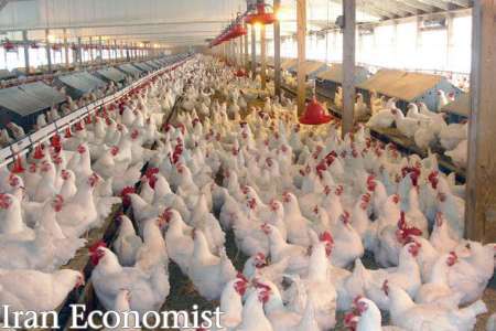 استمرار ثبات قیمت مرغ تا پایان هفته در بازار/نیازی به واردات مرغ نداریم