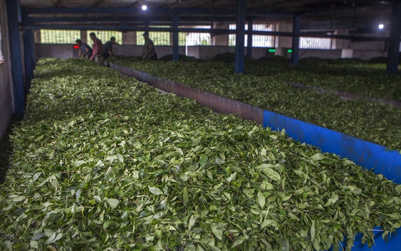 81 میلیارد تومان برگ سبز از چایکاران خریداری شد