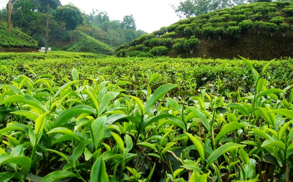تولید محصولات نوین چای تا پنج برابر ارزش افزوده دارد