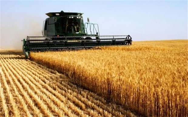روسیه مقام برترین صادرکننده گندم جهان را حفظ می‌کند