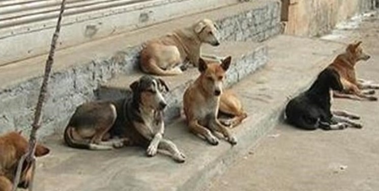 زنده گیری سگ‌های پایتخت طبق دستور عمل جهانی صورت می‌گیرد