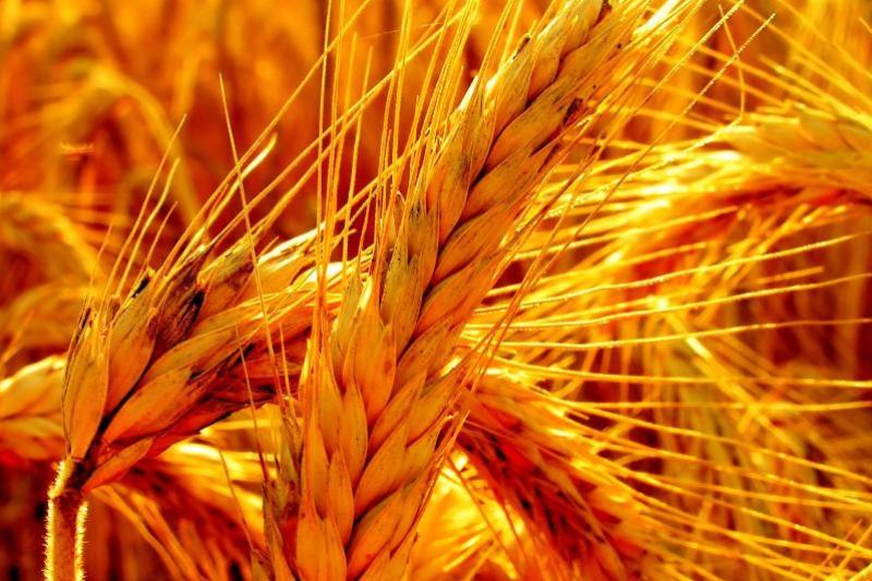 وزارت جهاد: 1.7 میلیون تن گندم مازاد برنیاز کشاورزان خریداری شد