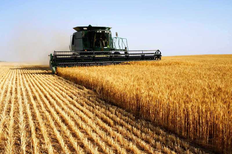 عرضه گندم در بورس کالا به نفع کشاورزان است