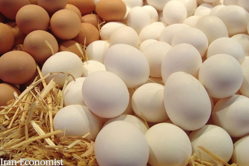 آزادسازی صادرات تخم مرغ، منجر به کاهش زیان تولیدکنندگان می شود