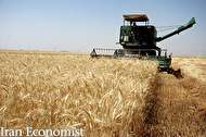 تمهیدات دولت برای خرید تضمینی گندم در سال ۹۸