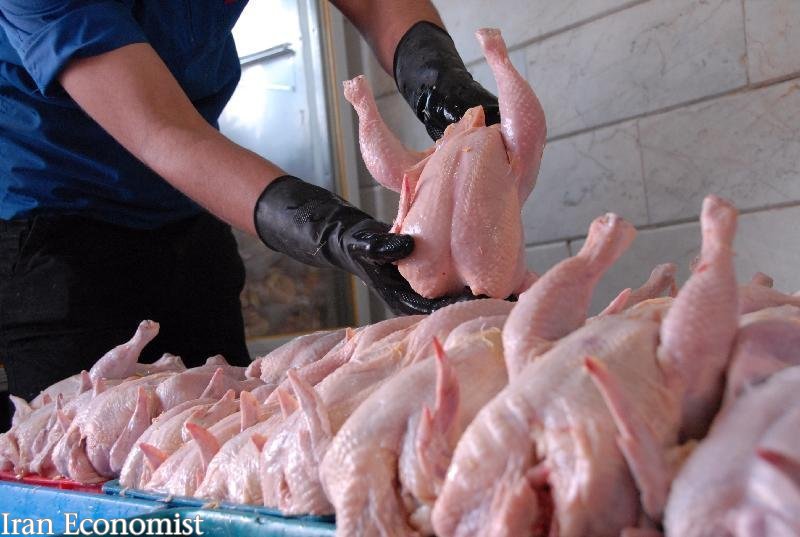 کاهش قیمت مرغ در بازار/ نرخ مرغ به ۱۲ هزار و ۵۰۰ تومان رسید