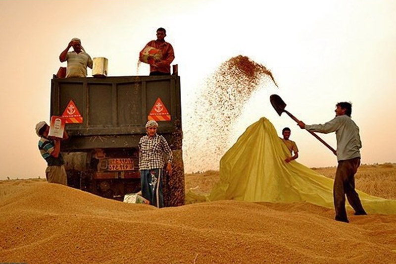 خرید گندم در کشور 23 درصد افزایش یافت