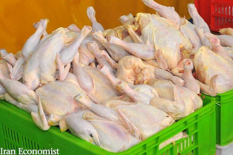 قیمت مرغ در ماه رمضان نوسانی نخواهد داشت