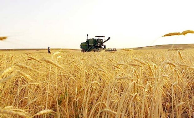 تولید گندم در کشور به پایداری رسید/چهارمین سال خودکفایی