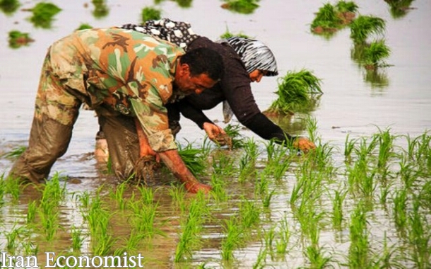 مصوبه محدودیت کشت برنج همچنان پابرجاست