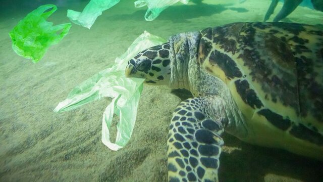 کاهش زباله‌های پلاستیکیِ اقیانوس‌ها در اولویت نشست گروه ۲۰