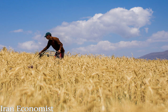 عرضه گندم در بورس کالا امری مهم در رونق کشاورزی