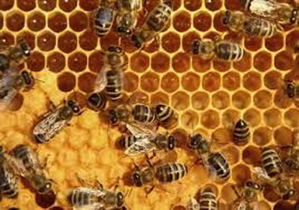 تعیین و تدوین استاندارد برای فرآورده‌های زنبور عسل