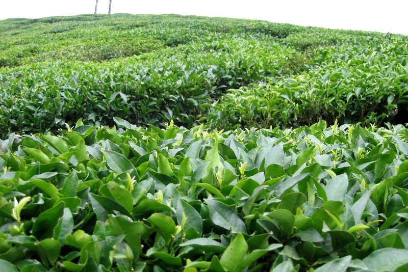خرید تضمینی برگ سبز چای از ۵۱ هزار تن فراتر رفت