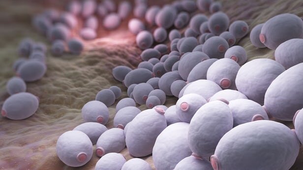 کشتن عفونت‌های قارچی مقاوم به آنتی‌بیوتیک با داروهای غیر آنتی‌بیوتیکی