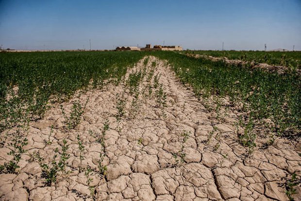 وزارت جهادکشاورزی مجوزی برای صادرات خاک صادرنکرده است